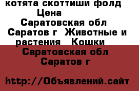 котята скоттиши фолд › Цена ­ 2 000 - Саратовская обл., Саратов г. Животные и растения » Кошки   . Саратовская обл.,Саратов г.